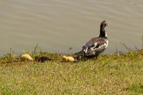 Pato Con Sus Tres Bebés Lindos Junto Lago — Foto de Stock