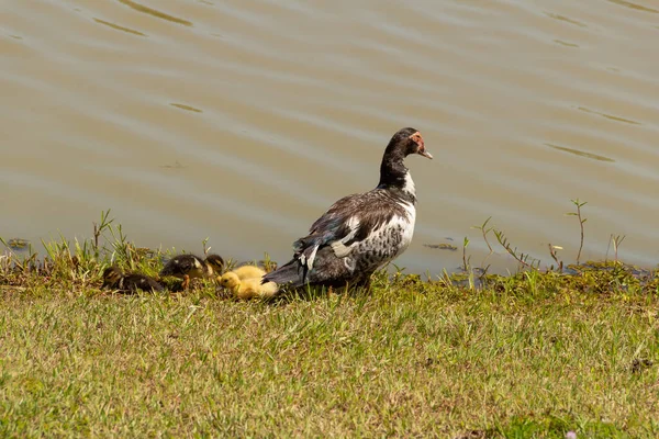 Een Eend Met Haar Drie Schattige Baby Bij Een Meer — Stockfoto