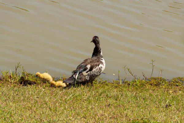 Duck Her Three Cute Babies Lake — Stock Photo, Image