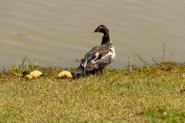Duck Her Three Cute Babies Lake — Stock Photo, Image