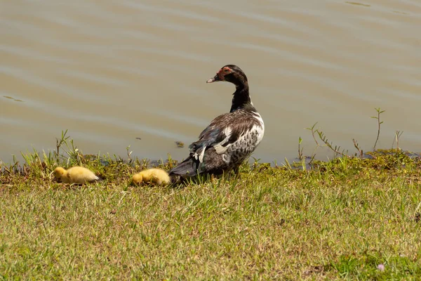 Pato Con Sus Tres Bebés Lindos Junto Lago — Foto de Stock