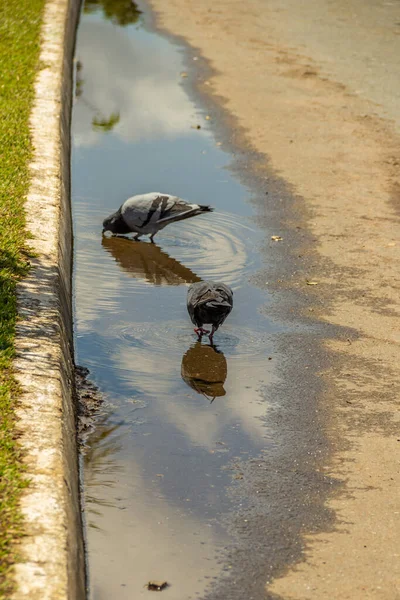 stock image  Some pigeons drinking water in a puddle of rainwater on the ground.