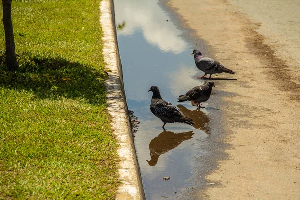 Algunas Palomas Bebiendo Agua Charco Agua Lluvia Suelo — Foto de Stock