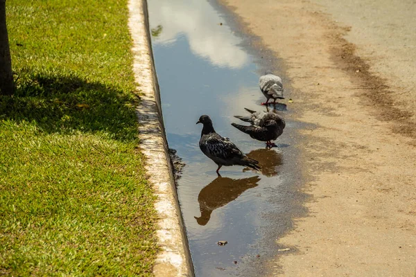 Some Pigeons Drinking Water Puddle Rainwater Ground — Stock Photo, Image