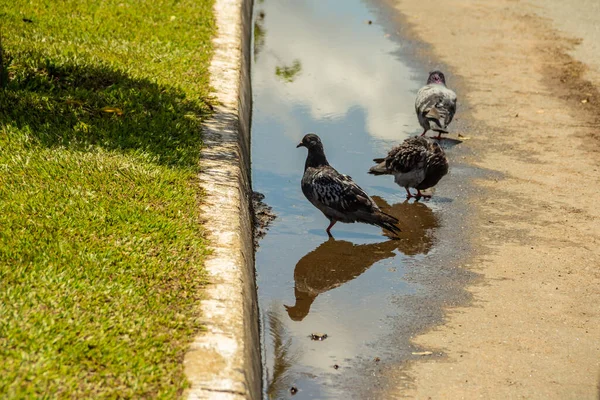 Some Pigeons Drinking Water Puddle Rainwater Ground — Stock Photo, Image