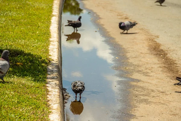 Bazı Güvercinler Yerdeki Yağmur Suyu Birikintisinde Içiyorlar — Stok fotoğraf