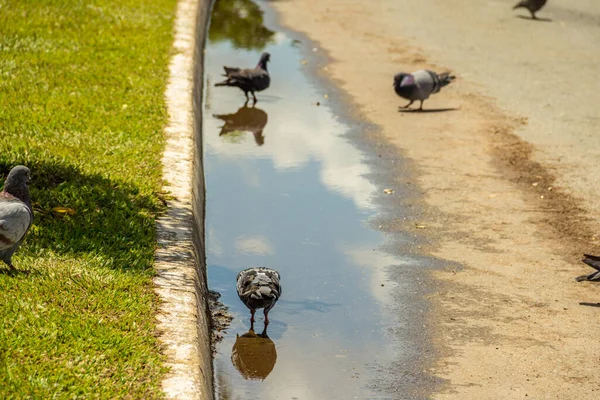 Algunas Palomas Bebiendo Agua Charco Agua Lluvia Suelo — Foto de Stock