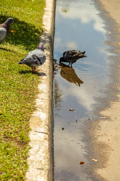 Bazı Güvercinler Yerdeki Yağmur Suyu Birikintisinde Içiyorlar — Stok fotoğraf