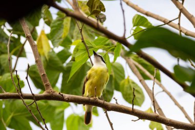 Pitangus sülfür. Arka planda bulutlu gökyüzü olan böğürtlen dalında bir kuş..
