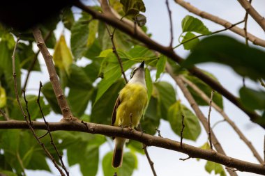 Pitangus sülfür. Arka planda bulutlu gökyüzü olan böğürtlen dalında bir kuş..