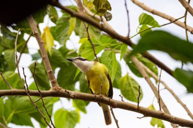 Pitangus sülfür. Arka planda bulutlu gökyüzü olan böğürtlen dalında bir kuş..