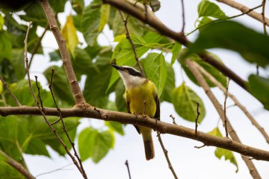 Pitangus sülfür. Arka planda bulutlu gökyüzü olan böğürtlen dalında bir kuş..