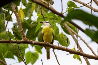 Pitangus sülfür. Arka planda bulutlu gökyüzü olan böğürtlen dalında bir kuş..