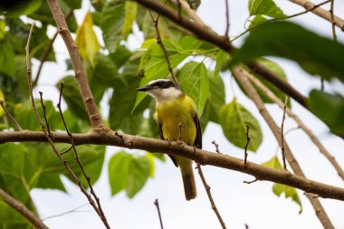 Pitangus sülfür. Arka planda bulutlu gökyüzü olan böğürtlen dalında bir kuş..