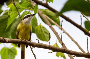 Pitangus sülfür. Arka planda bulutlu gökyüzü olan böğürtlen dalında bir kuş..