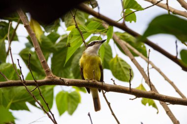 Pitangus sülfür. Arka planda bulutlu gökyüzü olan böğürtlen dalında bir kuş..