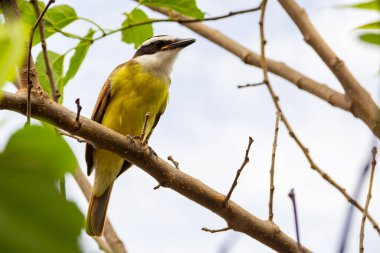 Pitangus sülfür. Arka planda bulutlu gökyüzü olan böğürtlen dalında bir kuş..
