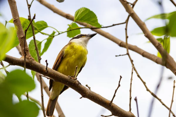 Pitangus Sulphuratus Ein Vogel Auf Einem Brombeerzweig Mit Bewölktem Himmel — Stockfoto