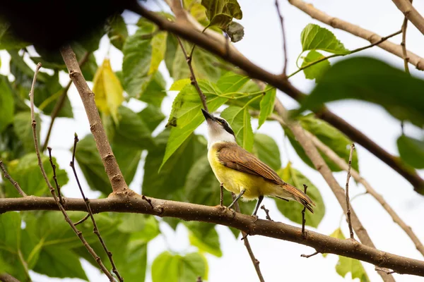 Pitangus Sulphuratus Oiseau Sur Une Branche Mûrier Avec Ciel Nuageux — Photo