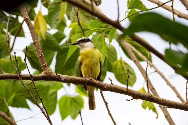 Pitangus sülfür. Arka planda bulutlu gökyüzü olan böğürtlen dalında bir kuş..