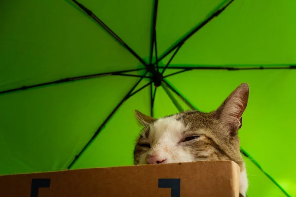 Sovande Katt Som Ligger Pappkartong Ett Grönt Paraply — Stockfoto