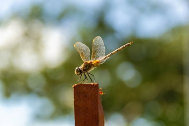 Bir yusufçuk tünemiş, güneşin altında, bir sopa üzerinde, bulanık bir arka planı var..