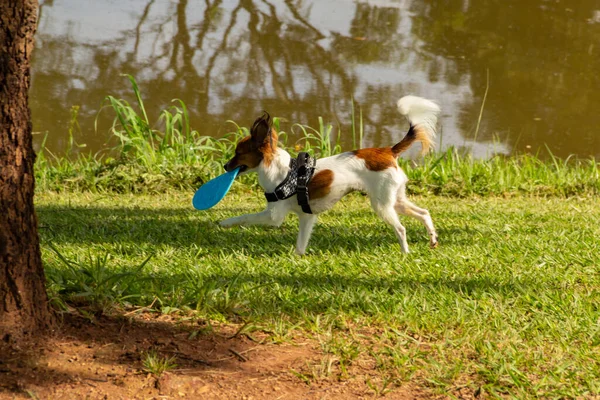 Liten Hund Springer Park Glad Bär Leksak Munnen — Stockfoto