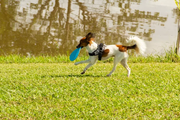 Cachorrinho Correndo Parque Feliz Carregando Brinquedo Sua Boca — Fotografia de Stock