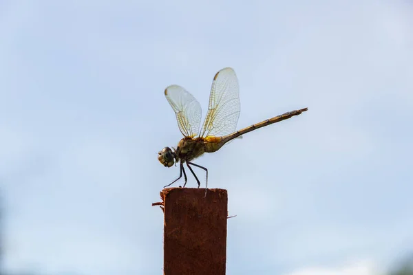 Dragonfly Perched Basking Sun Stick Blurred Background — Stock Photo, Image