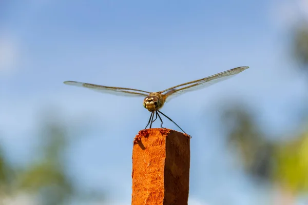 Una Libélula Posada Tomando Sol Sobre Palo Con Fondo Borroso —  Fotos de Stock