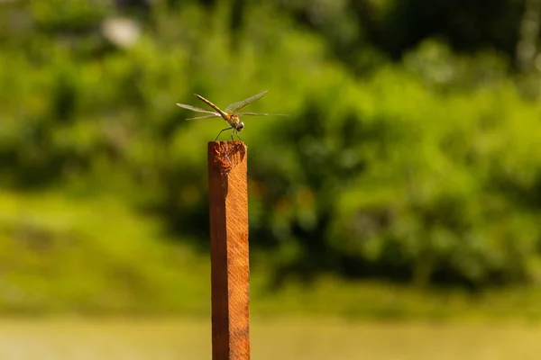 Dragonfly Perched Basking Sun Stick Blurred Background — Stock Photo, Image