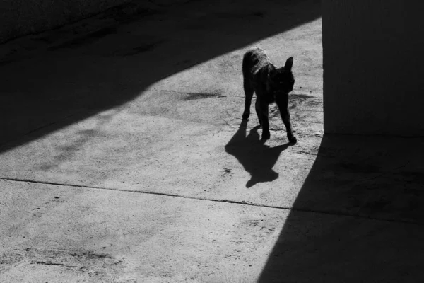 Kot Spacerujący Betonowej Podłodze Podświetleniu Wczesnym Rankiem — Zdjęcie stockowe