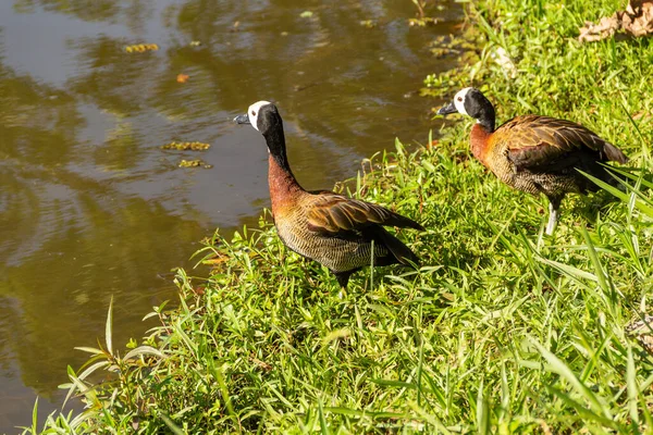 Dos Patos Hierba Junto Lago Parque Público Irere Dendrocygna Viduata — Foto de Stock