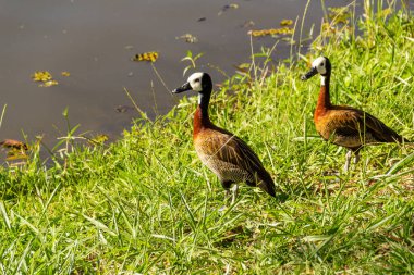 Halka açık bir parkta gölün kenarındaki çimlerin üzerinde iki ördek. Irere (Dendrocygna viduata)