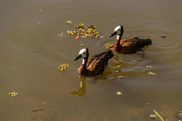 Twee Eenden Zwemmen Vijver Een Openbaar Park Irere Dendrocygna Individuata — Stockfoto