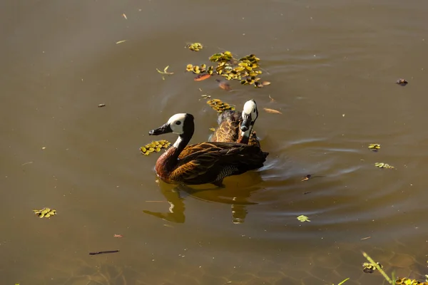 Two Ducks Swimming Pond Public Park Irere Dendrocygna Viduata — Stock Photo, Image