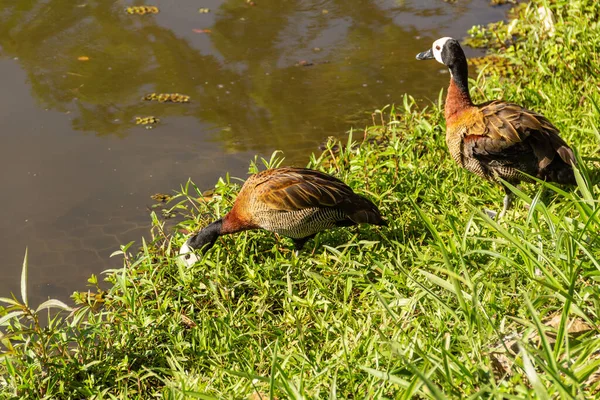 Two Ducks Grass Lake Public Park Irere Dendrocygna Viduata — Stock Photo, Image