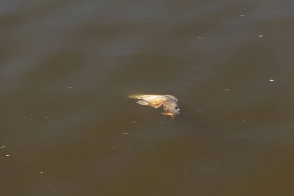 Ein Toter Fisch Der Auf Dem Wasser Eines Sees Treibt — Stockfoto