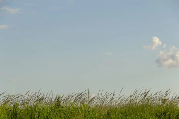 Gras Und Blauer Himmel Mit Ein Paar Wolken Eine Minimalistische — Stockfoto
