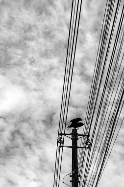 Arka planda bulutlu bir gökyüzü olan elektrik direğine tünemiş bir akbaba. (Coragyps atratus) Siyah ve beyaz görüntü.