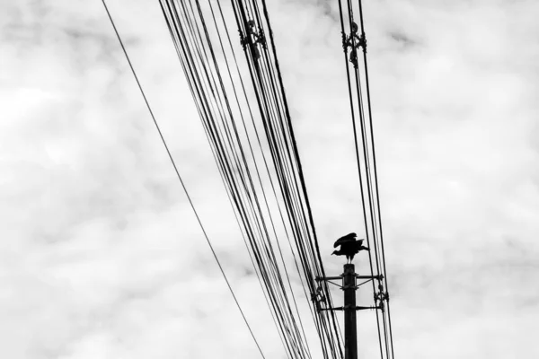 背景には雲の多い空を背景に 電柱の上にバズードが張り付いていた Coragyps Atratus 白黒画像 — ストック写真