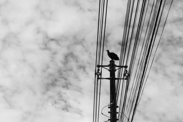 Buzzard Perched Power Pole Cloudy Sky Background Coragyps Atratus Black — Stock Photo, Image