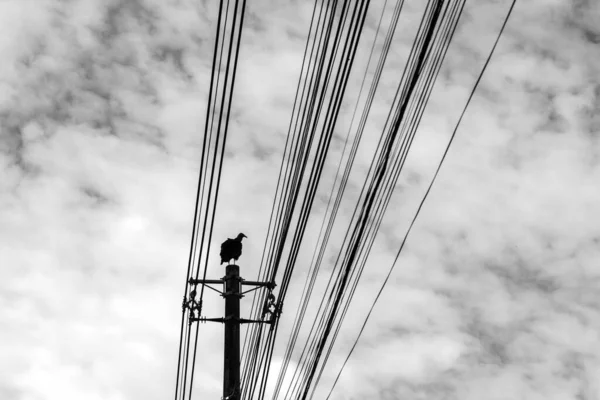 背景には雲の多い空を背景に 電柱の上にバズードが張り付いていた Coragyps Atratus 白黒画像 — ストック写真