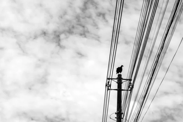 Ein Mäusebussard Thront Auf Einem Strommast Mit Wolkenverhangenem Himmel Hintergrund — Stockfoto