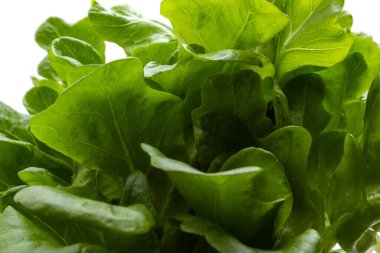 Beyaz arka planı olan taze yeşil marul yapraklarına yakın durun..