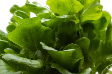 Beyaz arka planı olan taze yeşil marul yapraklarına yakın durun..