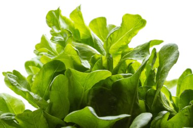 Beyaz arka planı olan taze yeşil marul yapraklarına yakın durun..