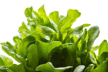 Beyaz arka planı olan taze yeşil marul yapraklarına yakın durun..