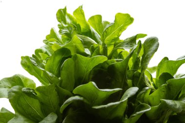 Beyaz arka planı olan taze yeşil marul yapraklarına yakın durun..