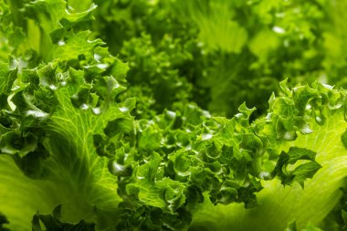 Biraz taze marul yaprağı dokusu. Yeşil ve taze marul yaprakları arka planda.